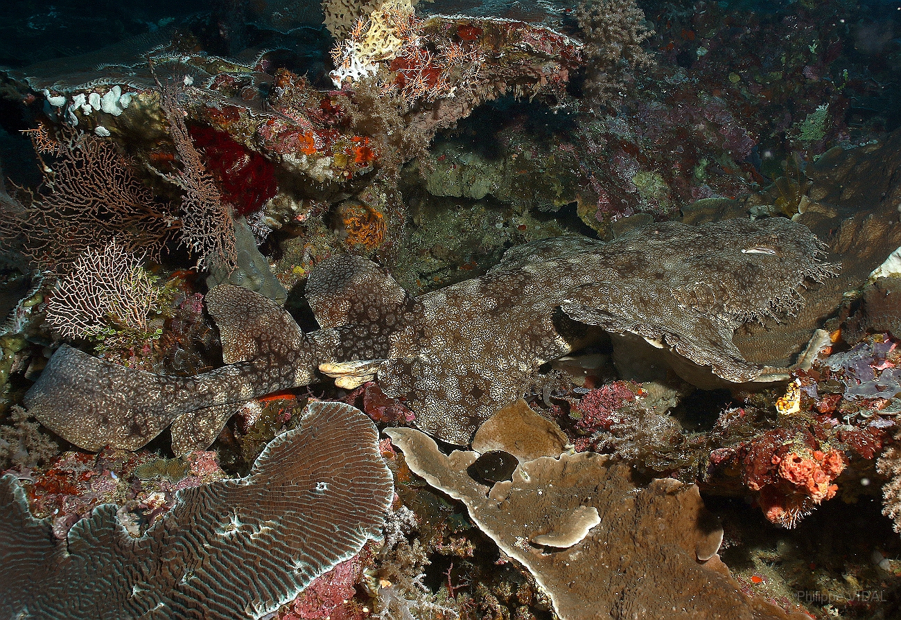 Raja Ampat 2016 - Eucrossorhinus Daypogon - Tasselled Wobbegon - Requin Tapis barbus - IMG_5331_rc.jpg